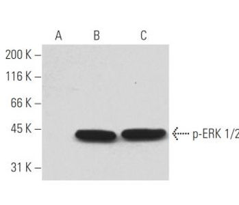 p-ERK 1/2 (12D4) Antibody sc-81492 from Santa Cruz