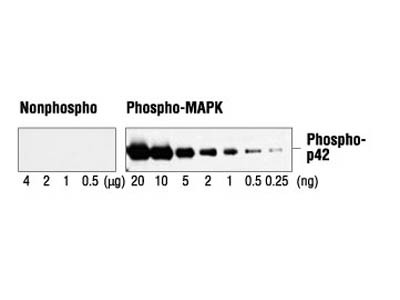 Phospho-p44/42 MAPK (Erk1/2) (Thr202/Tyr204) Antibody