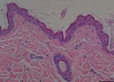 Primate Multi-Organ Tissue MicroArray (Normal)