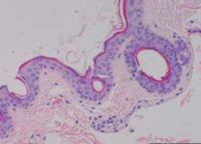 Primate Multi-Organ Tissue MicroArray (Normal)