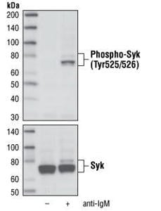 syk ページ Syk Flow Cytometry Antibody Products | Biocompare