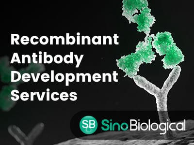 Recombinant Antibody Development Services from Sino Biological, Inc.