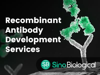 Recombinant Antibody Development Services