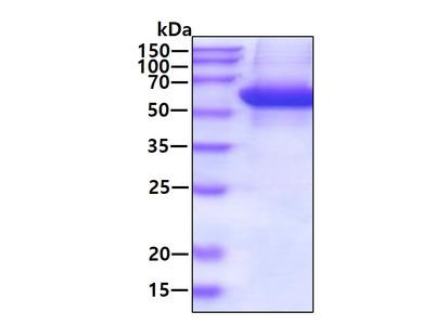 Recombinant Complement Factor B