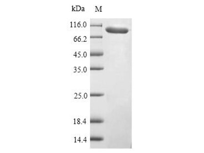 Recombinant Mouse Complement factor B (Cfb)