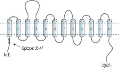 Anti-GABA Transporter 3 (GAT-3) Antibody