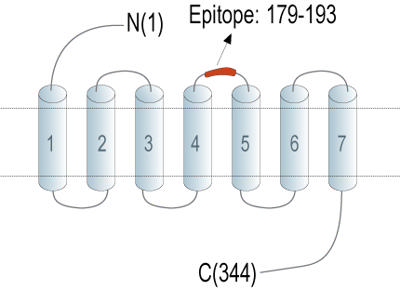 Anti-C5aR2 (extracellular) Antibody