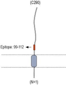 β 2 Na+/K+ ATPase (extracellular) Blocking Peptide