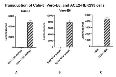 Spike (SARS-CoV-2) Pseudotyped VSV Delta G (Luciferase