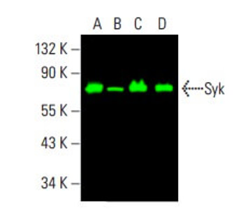 syk ページ Syk Flow Cytometry Antibody Products | Biocompare