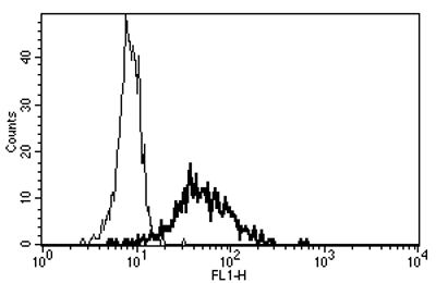 Mouse Anti-CD13 Antibody