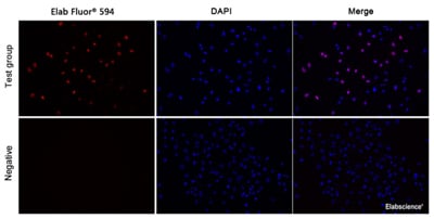 E-Click EdU Cell Proliferation Imaging Assay Kit (Red, AF594)