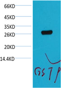 GST-Tag Mouse Monoclonal Antibody (Q16)