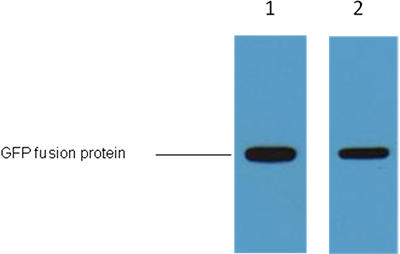 GFP-Tag Mouse Monoclonal Antibody