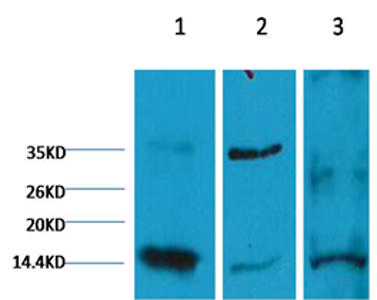 Anti-Histone H3 Antibody