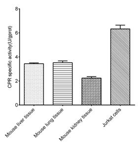 Cytochrome P450 Reductase (CPR) Activity Assay Kit