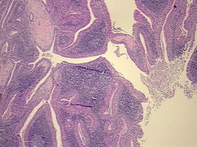 Tissue FFPE Sections, Parotid gland from OriGene Technologies ...