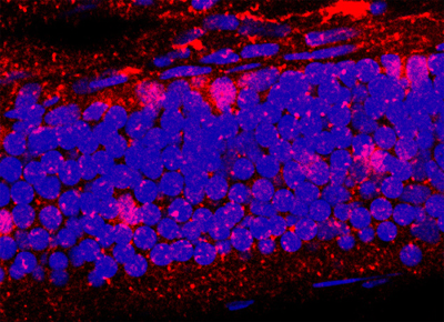 専門ショップ antibody VGLUT1/2 135 GmbH Systems Synaptic from 503 トップス