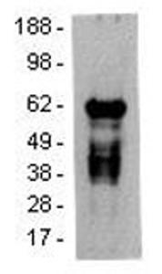 Syk Flow Cytometry Antibody Products | Biocompare
