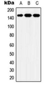 YEATS2 antibody