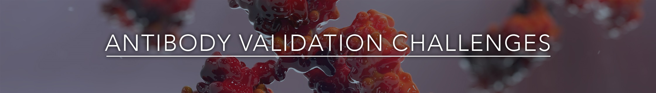 Antibody Validation - Reproducibility