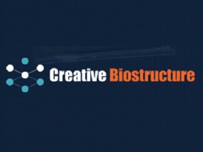 Epitope Mapping Services for Linear and Conformational Epitopes from Creative BioStructure